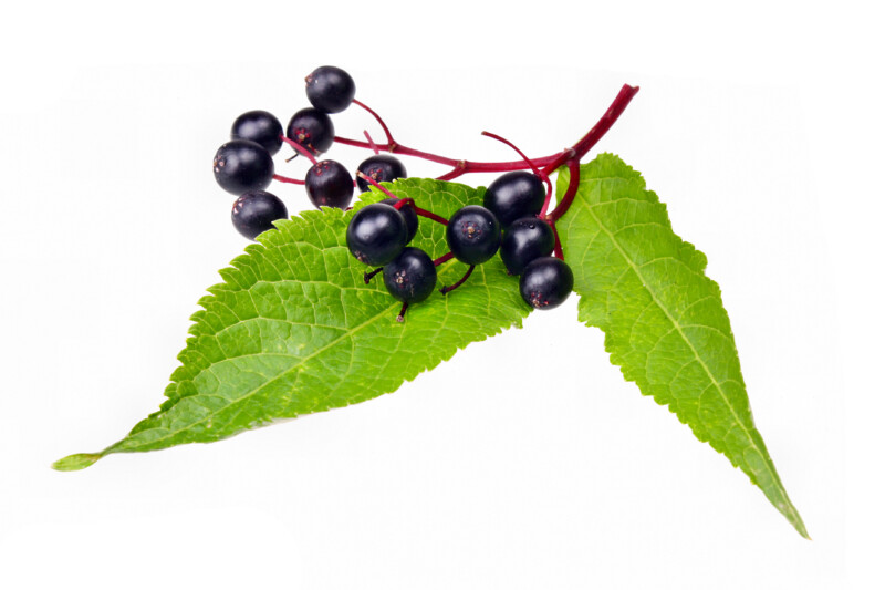 Reberry Tea Skinny Berry fekete bodza
