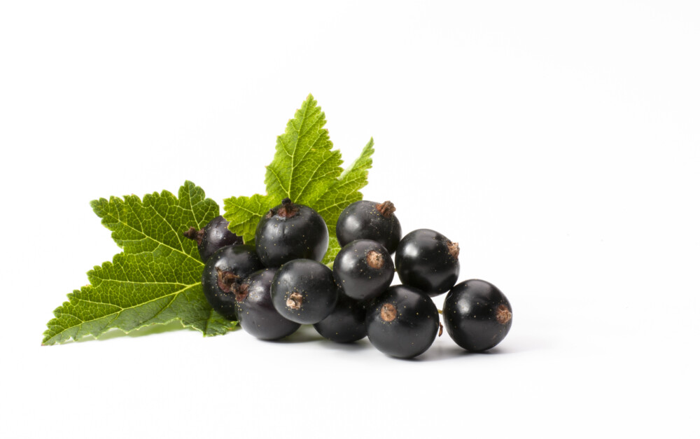 Reberry Tea Cleansy Berry feketeribizli