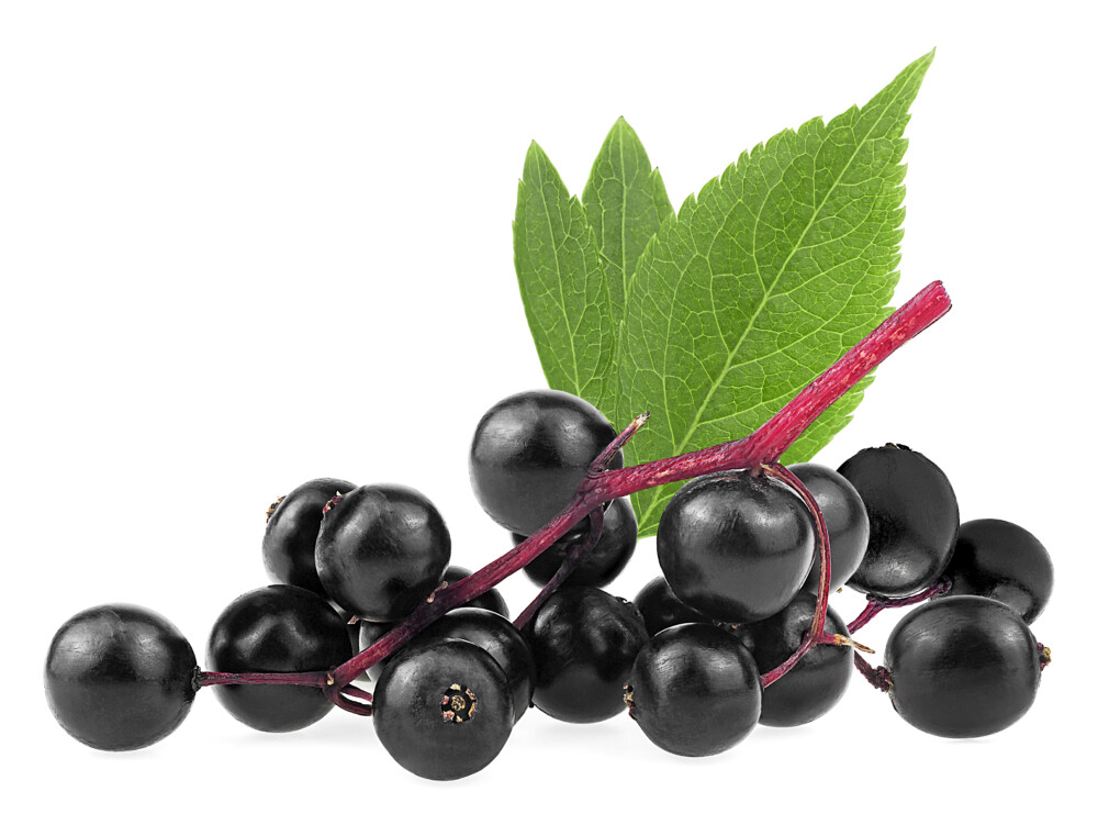 Reberry Tea Skinny Berry bodzabogyó