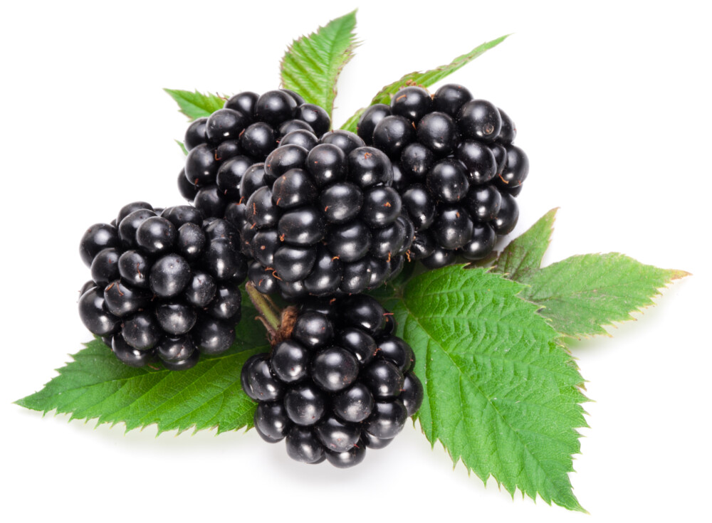 Reberry Tea Energy Berry erdei szederlevél